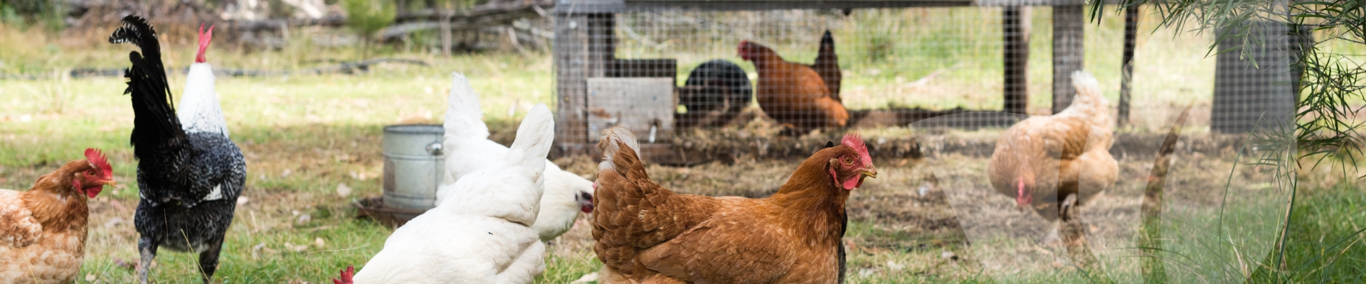 PCHD_WEB_BLOG_11_Nov_H5N1_1920x400