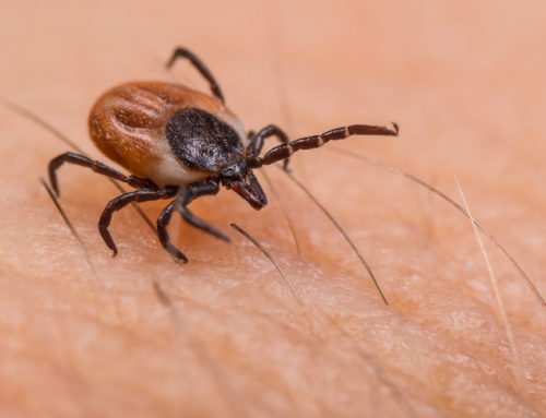 Tick Season in West Virginia: What You Need to Know